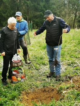 Obrezovanje sadovnjaka ob Prežihovi bajti (3)